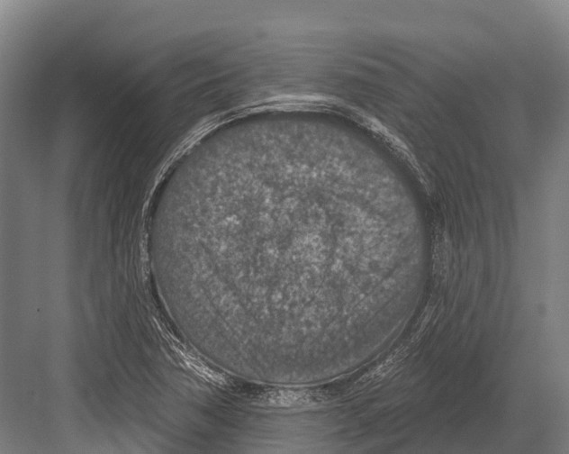 X0000081581362200702121437