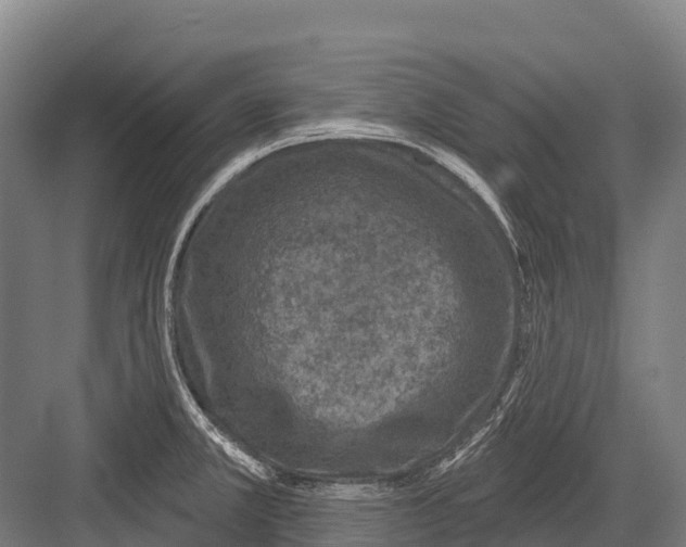 X0000081581381200702121436