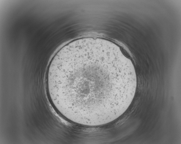 X0000081581387200702121436