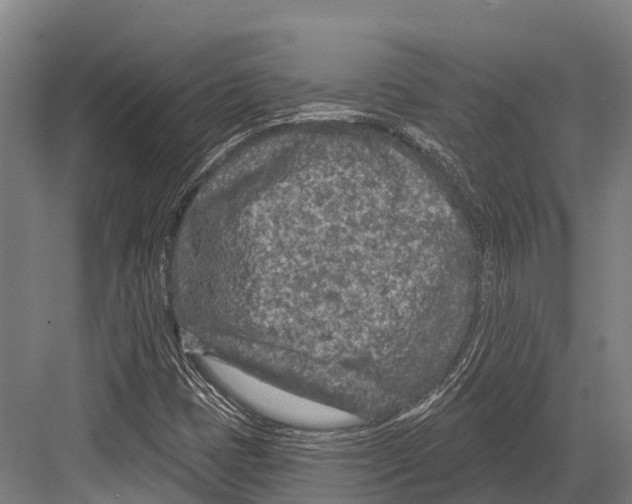 X0000081581401200702121435