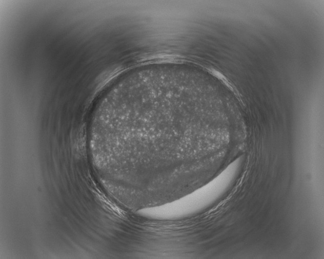 X0000081581450200702121435