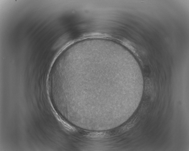 X0000081581474200702121435