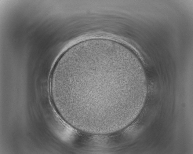 X0000081581514200702121434