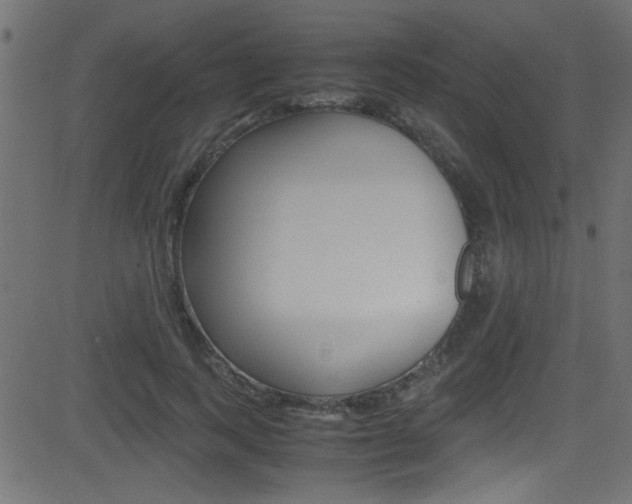 X0000081590743200701151025