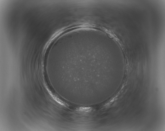 X0000081590055200701151320