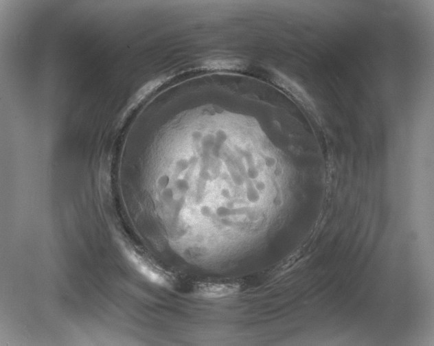X0000081590155200701151318