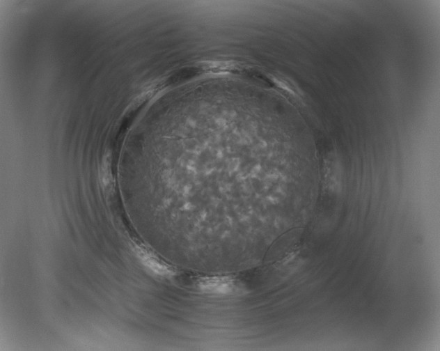 X0000081590377200701151315