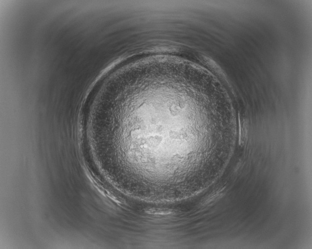 X0000081590435200701151313