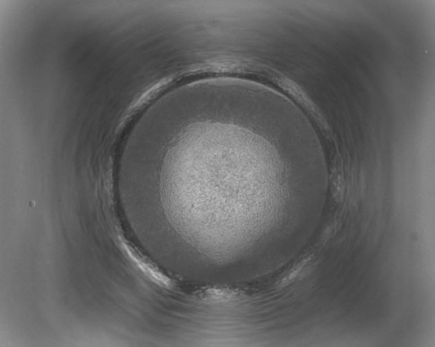 X0000081590442200701151313