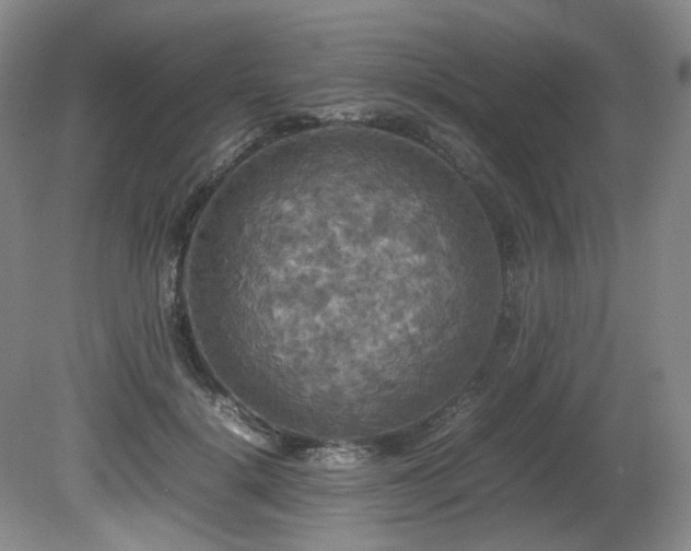 X0000081590652200701151310