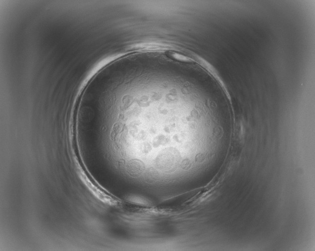 X0000081591195200701151301