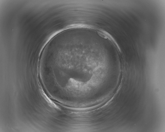 X0000081591244200701151301