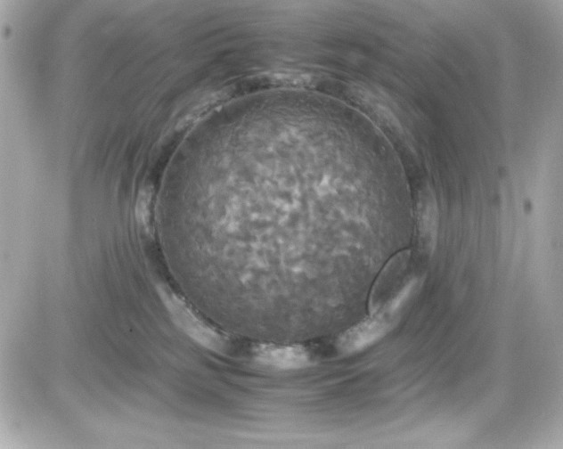 X0000081590185200701221102