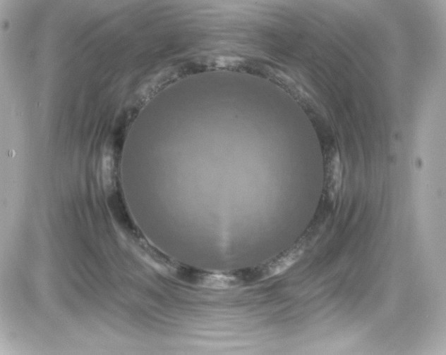 X0000081590222200701221101