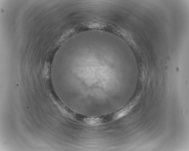 X0000081590273200701221100
