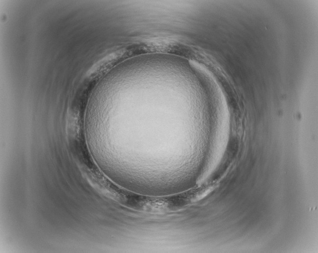 X0000081590599200701221055
