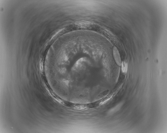 X0000081591155200701221046
