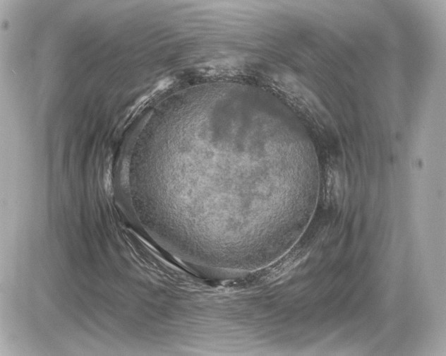 X0000081591250200701221044
