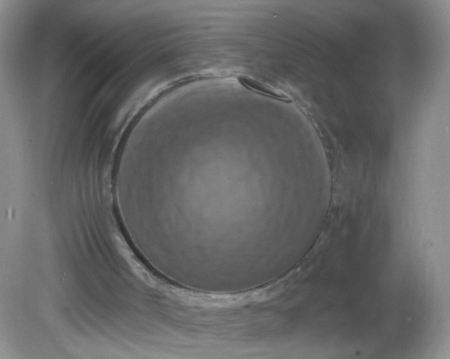 X0000081590002200701291331