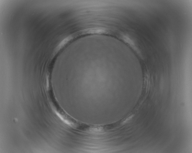 X0000081590110200701291329