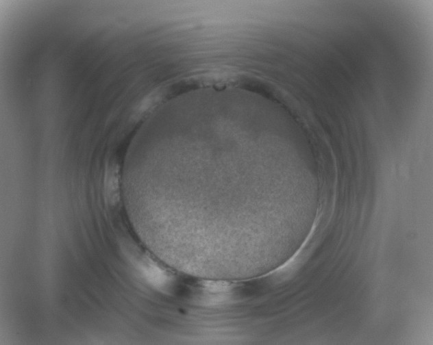X0000081590144200701291329