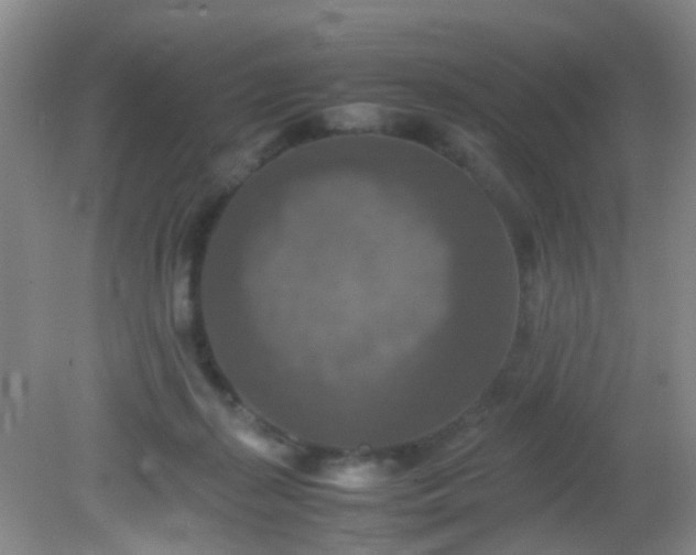 X0000081590267200701291327