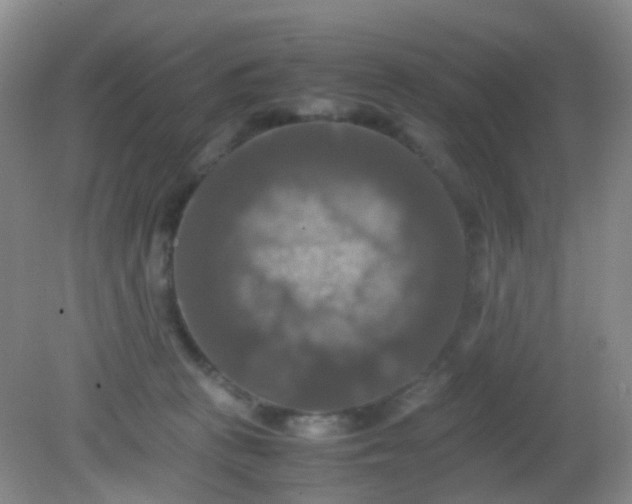 X0000081590273200701291327