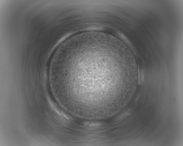 X0000081590435200701291323