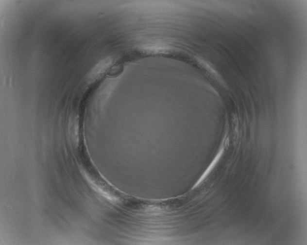 X0000081590494200701291323