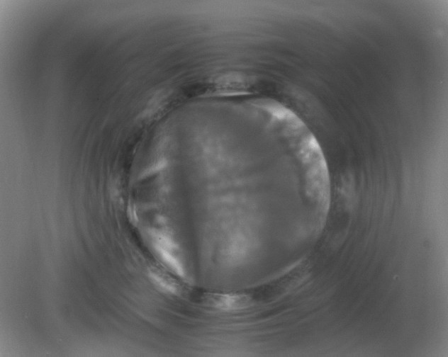 X0000081590663200701291321