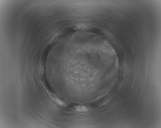 X0000081590751200701291319