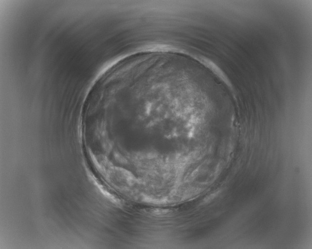 X0000081590839200701291317
