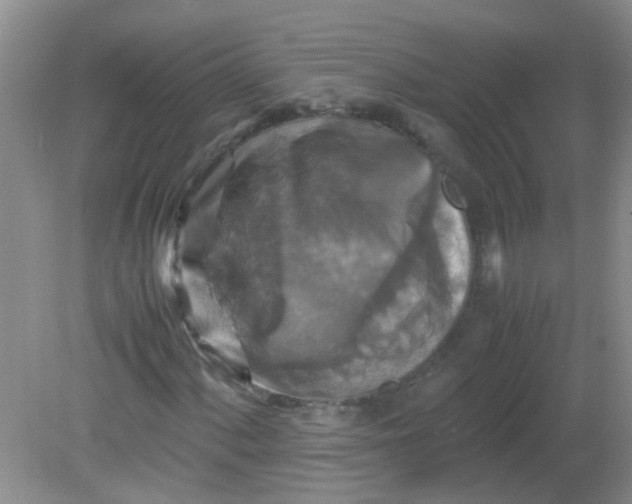 X0000081591060200701291313