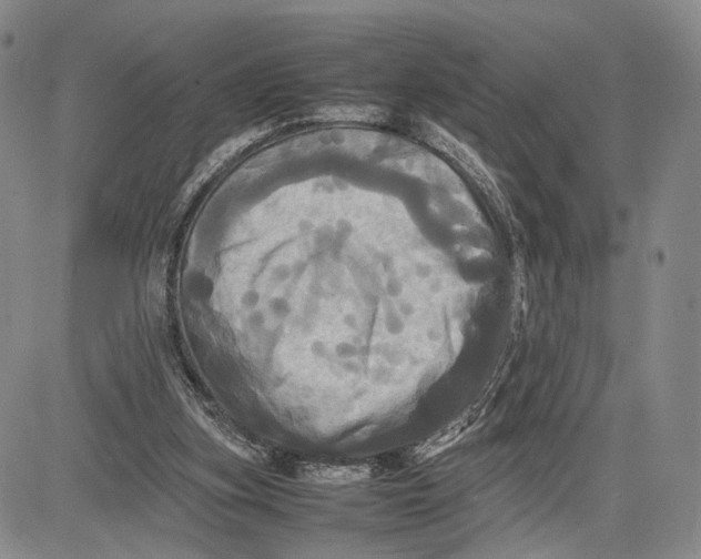 X0000081590155200702051313