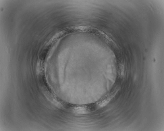 X0000081590236200702051312