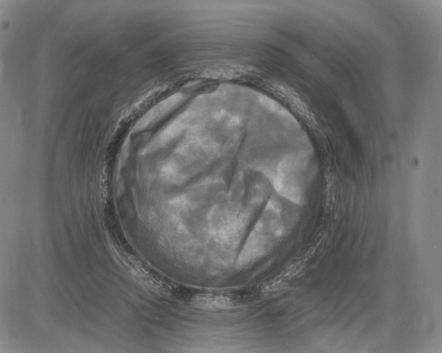 X0000081590354200702051310