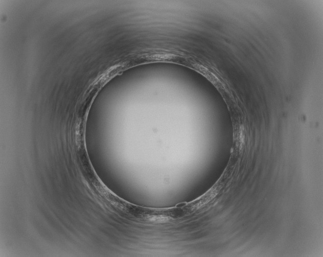 X0000081590360200702051310