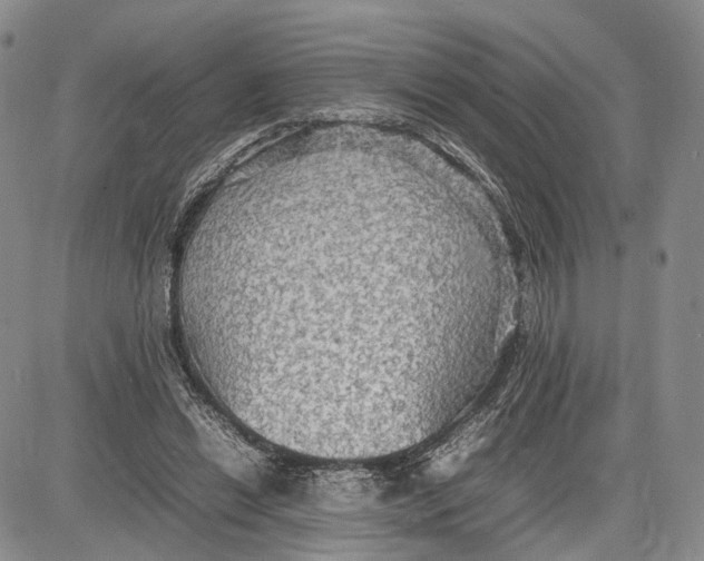 X0000081590446200702051308