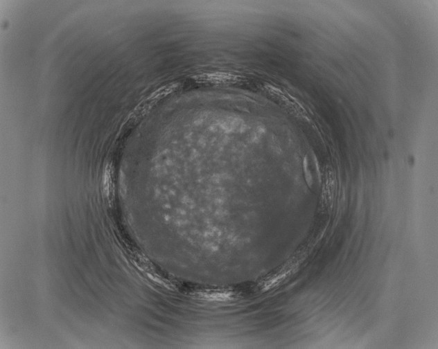 X0000081590651200702051305