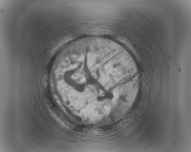 X0000081590683200702051305
