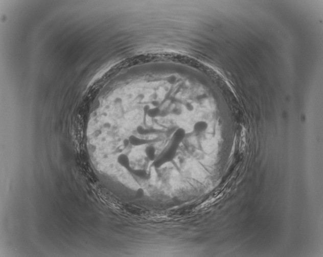 X0000081590871200702051301