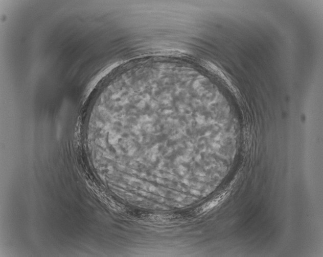 X0000081590875200702051301