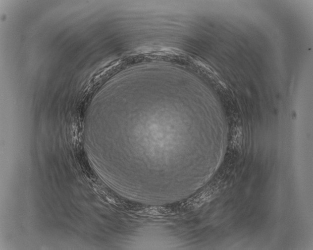 X0000081590966200702051300