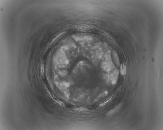 X0000081591155200702051257