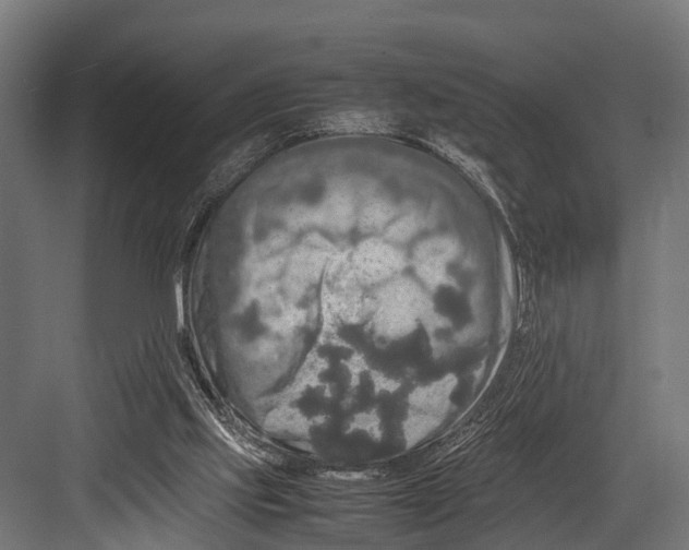 X0000081590061200702121525