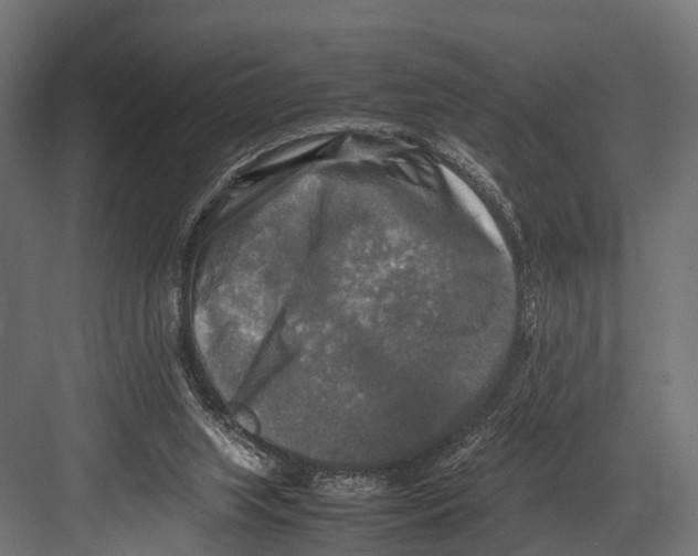 X0000081590063200702121525