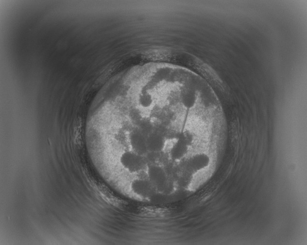 X0000081590073200702121525