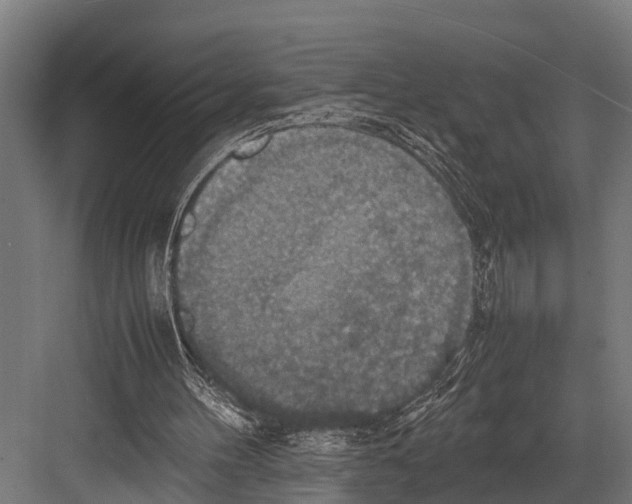 X0000081590100200702121524