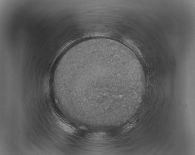 X0000081590108200702121524