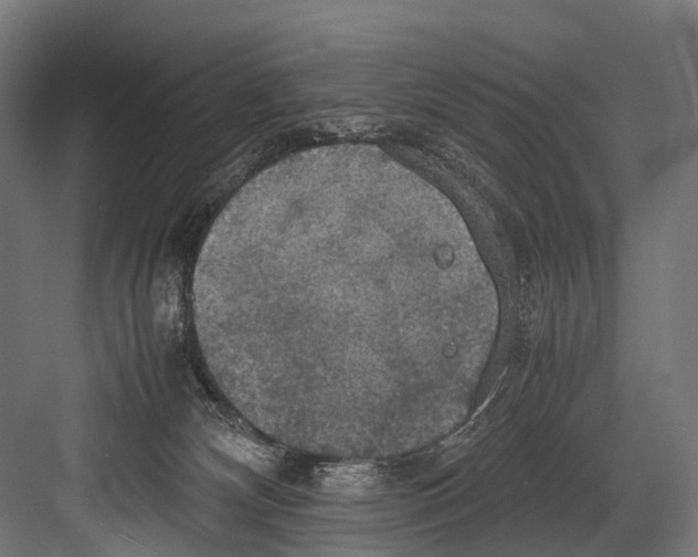 X0000081590132200702121524